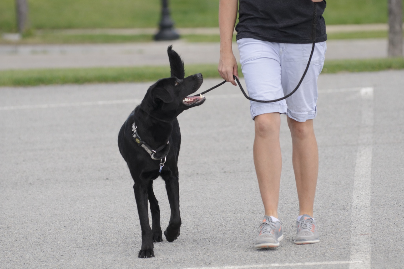 dog walking obediently on leash