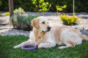 calm golden retriever dog relaxing in the yard